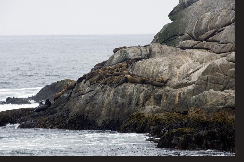 20071221 125936 D2X 4200x2800.jpg - Sea Lions, Vina des Mar, Chile